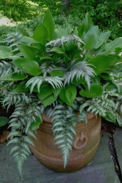Japanese Painted Fern - 5 Pack Of Quart Pots -Cheap Green Garden Store Fern Japanese Painted 19