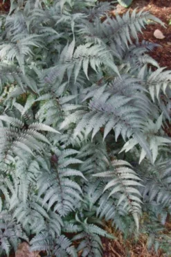 Japanese Painted Fern - 5 Pack Of Quart Pots -Cheap Green Garden Store Fern Japanese Painted 500x750 1