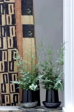 Silver Lace Fern - 5 Pack Of Quart Pots -Cheap Green Garden Store Fern Silver Lace 6