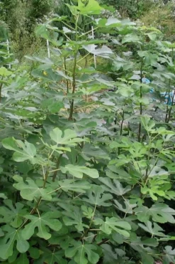 Black Mission Fig Tree - 3 Gallon Pot -Cheap Green Garden Store Fig Black Mission 5 1