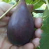 Black Mission Fig Tree - 3 Gallon Pot