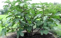 Chicago Cold Hardy Fig Tree - 1 Gallon Pot -Cheap Green Garden Store Fig Chicago Cold Hardy 1 1