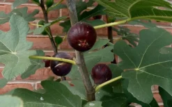 Chicago Cold Hardy Fig Tree - 1 Gallon Pot -Cheap Green Garden Store Fig Chicago Cold Hardy 2