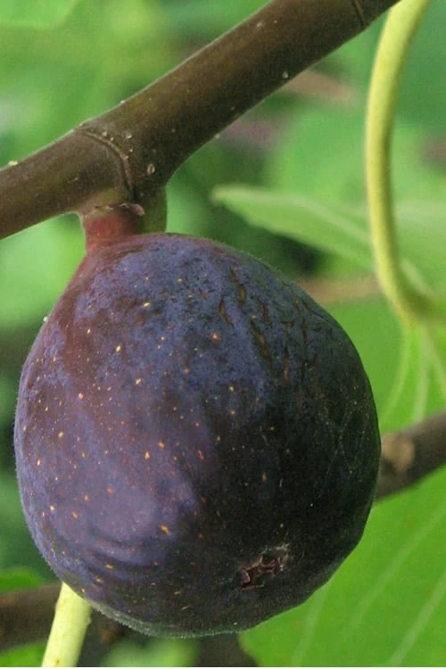 LSU Purple Fig Tree - 1 Gallon Pot 1 LSU Purple Fig Tree - 1 Gallon Pot
