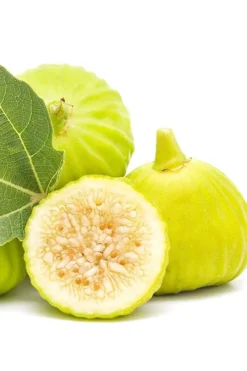 Italian Honey Fig Tree (Ficus Carica 'Lattarula') - 1 Gallon Pot -Cheap Green Garden Store Fig Lemon Italian Honey 2