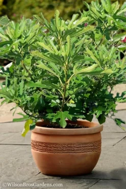 Little Ruby Dwarf Fig Tree - 3 Gallon Pot -Cheap Green Garden Store Fig Little Miss Figgy 1