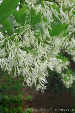 Grancy Graybeard - White Fringe Tree - 1 Gallon Pot -Cheap Green Garden Store Grancy Graybeard Tree 30