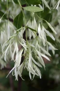 Grancy Graybeard - White Fringe Tree - 1 Gallon Pot -Cheap Green Garden Store Grancy Graybeard Tree 32