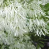 Grancy Graybeard - White Fringe Tree - 1 Gallon Pot