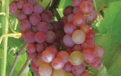Reliance Red Seedless Grape Vine - 1 Gallon Pot 7 Reliance Red Seedless Grape Vine - 1 Gallon Pot -Cheap Green Garden Store Grape Reliance 50