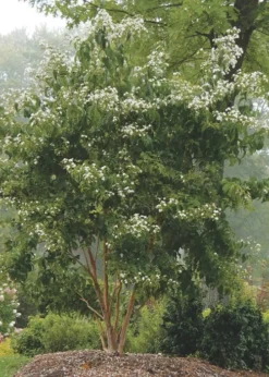 Temple Of Bloom Seven-son Flower (Heptacodium Miconioides) - 3 Gallon Pot -Cheap Green Garden Store Heptacodium Temple Of Bloom 3