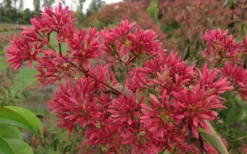 Temple Of Bloom Seven-son Flower (Heptacodium Miconioides) - 3 Gallon Pot -Cheap Green Garden Store Heptacodium Temple of Bloom 2