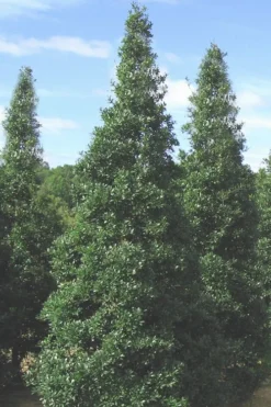 Foster's No. 2 Holly - 7 Gallon Pot (3-4') -Cheap Green Garden Store Holly Fosters No 2 500x750 1