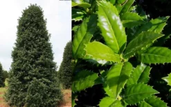 Mary Nell Holly - 3 Gallon Pot 11 Mary Nell Holly - 3 Gallon Pot -Cheap Green Garden Store Holly Mary Nell 1