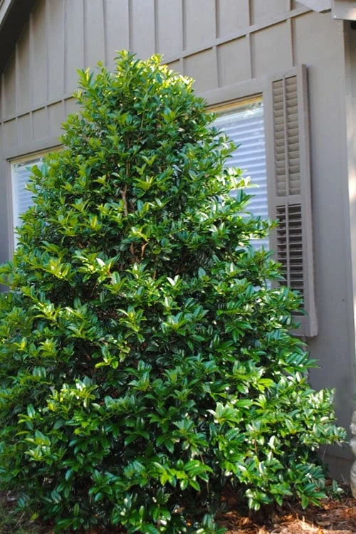 Mary Nell Holly - 3 Gallon Pot 1 Mary Nell Holly - 3 Gallon Pot