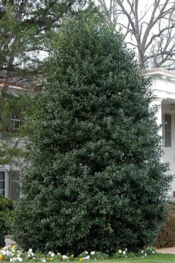 Nellie R. Stevens Holly - 6 Pack Of 1 Gallon Pots -Cheap Green Garden Store Holly Nellie Stephens 10 1