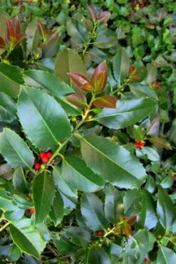 Wirt L. Winn Holly (Ilex X Koehneana) - 3 Gallon Pot -Cheap Green Garden Store Holly Wirt L Winn 3