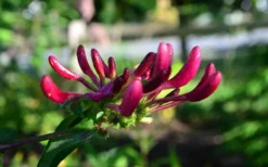 Peaches & Cream Fragrant Honeysuckle - Lonicera Periclymenum - 2 Gallon Pot -Cheap Green Garden Store Honeysuckle Peaches And Cream 10