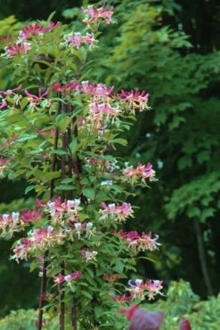 Peaches & Cream Fragrant Honeysuckle - Lonicera Periclymenum - 2 Gallon Pot -Cheap Green Garden Store Honeysuckle Peaches And Cream 13
