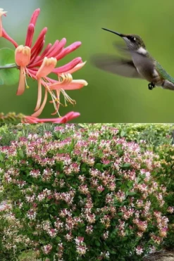 Peaches & Cream Fragrant Honeysuckle - Lonicera Periclymenum - 5 Gallon Pot -Cheap Green Garden Store Honeysuckle Peaches And Cream 2 500x750 2