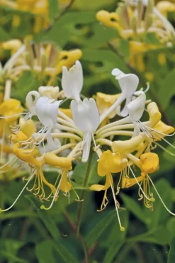 Scentsation Fragrant Yellow Honeysuckle - Lonicera Periclymenum - 3 Gallon Pot 11 Scentsation Fragrant Yellow Honeysuckle - Lonicera Periclymenum - 3 Gallon Pot -Cheap Green Garden Store Honeysuckle Scentsation 1