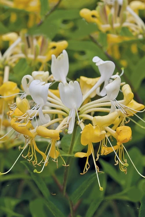 Scentsation Fragrant Yellow Honeysuckle - Lonicera Periclymenum - 3 Gallon Pot 4 Scentsation Fragrant Yellow Honeysuckle - Lonicera Periclymenum - 3 Gallon Pot - Image 4