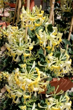 Scentsation Fragrant Yellow Honeysuckle - Lonicera Periclymenum - 3 Gallon Pot 15 Scentsation Fragrant Yellow Honeysuckle - Lonicera Periclymenum - 3 Gallon Pot -Cheap Green Garden Store Honeysuckle Scentsation 2