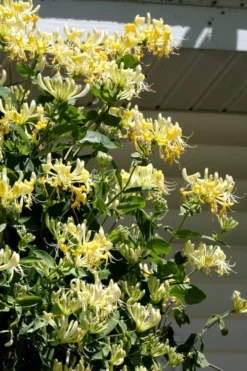 Scentsation Fragrant Yellow Honeysuckle - Lonicera Periclymenum - 3 Gallon Pot 14 Scentsation Fragrant Yellow Honeysuckle - Lonicera Periclymenum - 3 Gallon Pot -Cheap Green Garden Store Honeysuckle Scentsation 3