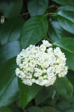 Climbing Hydrangea - Decumaria Barbara - 3 Gallon Pot -Cheap Green Garden Store Hydrangea Climbing Decumaria Barbara 13