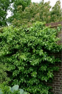 Climbing Hydrangea - Decumaria Barbara - 3 Gallon Pot -Cheap Green Garden Store Hydrangea Climbing Decumaria Barbara 15