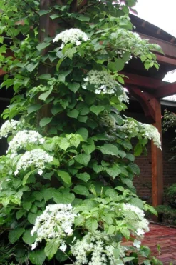 Climbing Hydrangea 'Petiolaris' - 3 Gallon Pot -Cheap Green Garden Store Hydrangea Climbing Petiolaris 10