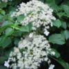 Climbing Hydrangea 'Petiolaris' - 1 Gallon Pot (2.5-3')