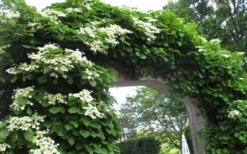 Climbing Hydrangea 'Petiolaris' - 2 Gallon Pot -Cheap Green Garden Store Hydrangea Climbing Petiolaris 13 1