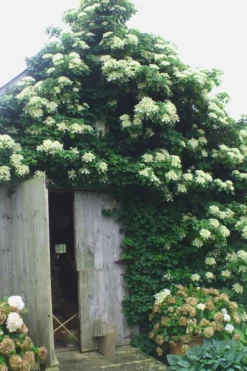 Climbing Hydrangea 'Petiolaris' - 2 Gallon Pot -Cheap Green Garden Store Hydrangea Climbing Petiolaris 15 1