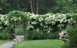 Climbing Hydrangea 'Petiolaris' - 1 Gallon Pot (2.5-3') -Cheap Green Garden Store Hydrangea Climbing Petiolaris 16 2