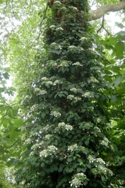 Climbing Hydrangea 'Petiolaris' - 2 Gallon Pot -Cheap Green Garden Store Hydrangea Climbing Petiolaris 8 1