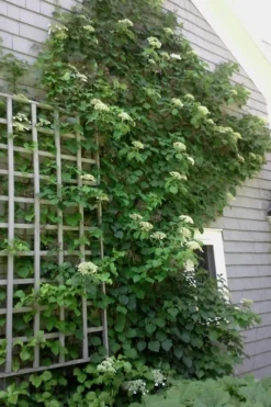 Climbing Hydrangea 'Petiolaris' - 3 Gallon Pot -Cheap Green Garden Store Hydrangea Climbing Petiolaris 9