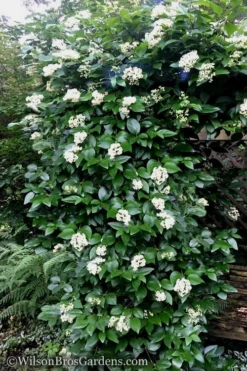 Climbing Hydrangea - Decumaria Barbara - 3 Gallon Pot -Cheap Green Garden Store Hydrangea Decumaria Barbara 16