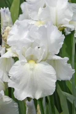 Immortality Tall Bearded Iris (Reblooming) - 1 Gallon Pot -Cheap Green Garden Store Iris Germanica Immortality 4