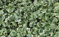 Anne Marie White Variegated Ivy (Hedera Helix) - 5 Pack Of Pint Pots 9 Anne Marie White Variegated Ivy (Hedera Helix) - 5 Pack Of Pint Pots -Cheap Green Garden Store Ivy Anne Marie