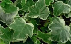 Anne Marie White Variegated Ivy (Hedera Helix) - 10 Count Flat Of Pint Pots -Cheap Green Garden Store Ivy Anne Marie 50 2