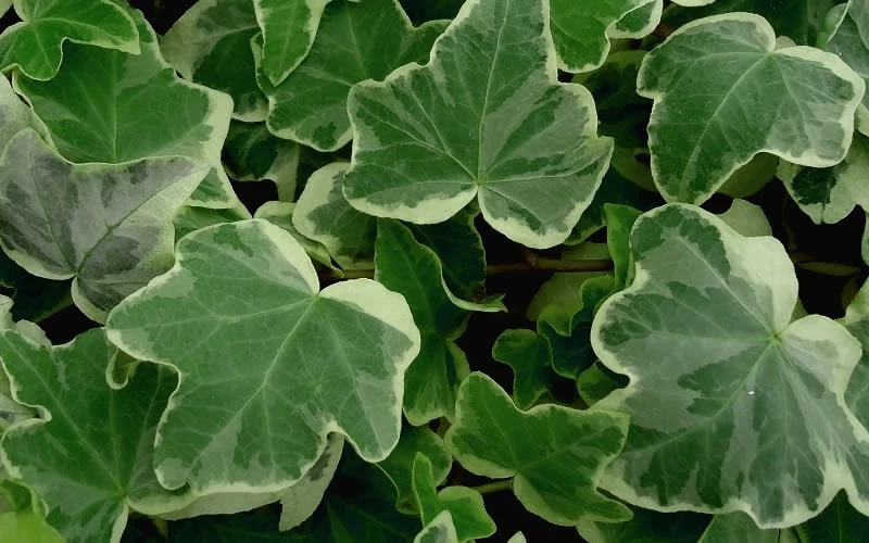 Anne Marie White Variegated Ivy (Hedera Helix) - 5 Pack Of Pint Pots 4 Anne Marie White Variegated Ivy (Hedera Helix) - 5 Pack Of Pint Pots - Image 4