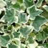 Anne Marie White Variegated Ivy (Hedera Helix) - 10 Count Flat Of Pint Pots