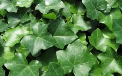 English Ivy (Hedera Helix) - 36 Pack Of 3.5" Pots -Cheap Green Garden Store Ivy English 1 1