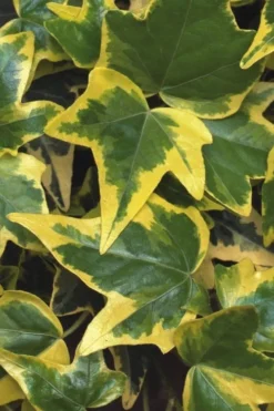 Gold Child Ivy (Hedera Helix) - 10 Pack Of Pint Pots -Cheap Green Garden Store Ivy Gold Child 1