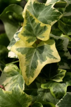 Gold Child Ivy (Hedera Helix) - 10 Pack Of Pint Pots -Cheap Green Garden Store Ivy Gold Child 3