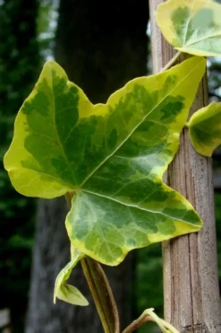 Gold Child Ivy (Hedera Helix) - 10 Pack Of Pint Pots -Cheap Green Garden Store Ivy Gold Child 4