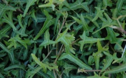 Needlepoint Ivy (Hedera Helix) - 10 Pack Of 4" Pots -Cheap Green Garden Store Ivy Needlepoint 50