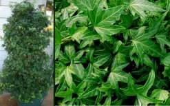 Needlepoint Ivy (Hedera Helix) - 10 Pack Of 4" Pots -Cheap Green Garden Store Ivy Needlepoint Combo