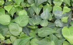 Teardrop Ivy (Hedera Helix) - 10 Pack Of Pint Pots -Cheap Green Garden Store Ivy Tear Drop